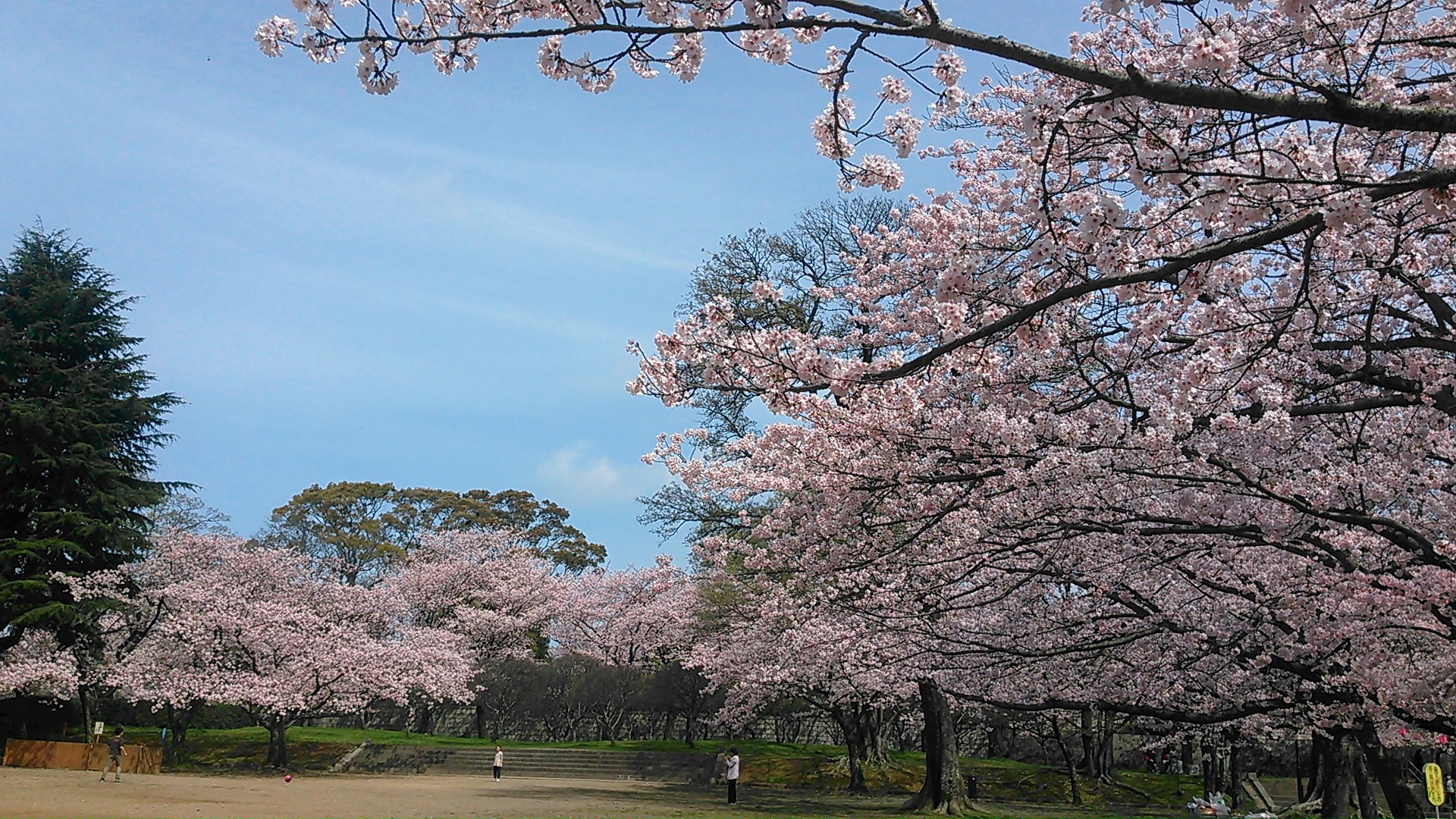 平和公園の桜 ブログ 一般社団法人北九州緑化協会